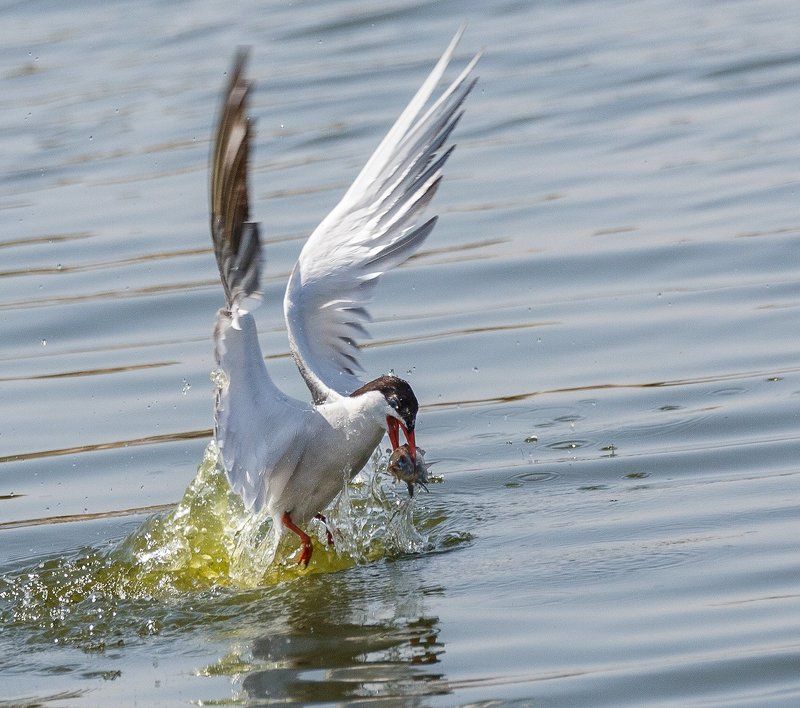 крячкаphoto preview