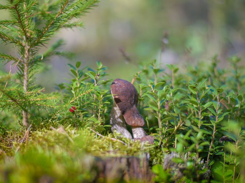 осень, природа, грибы, золотая осень, в лесу, россия, тихая охота, мухомор, белый гриб, подберезовик, зонтик, осенний лес, сосны, деревья, сосновый бор, Тихая охота. фото превью