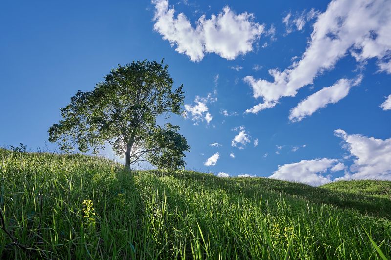 лето, пейзаж, свет, солнце, парк, Москва, sj-13,  Ностальгия по летуphoto preview
