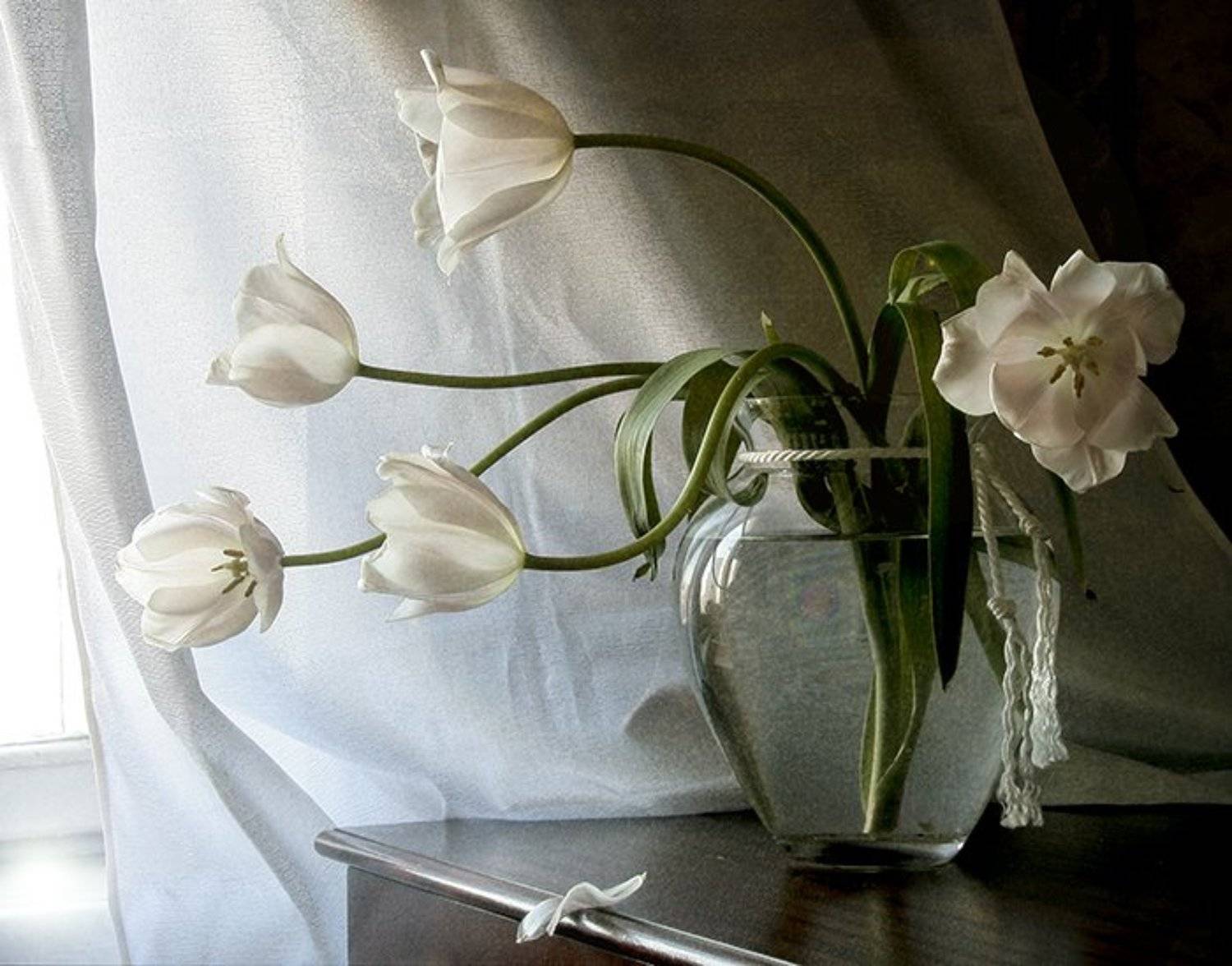 Натюрморт, Фотонатюрморт, Цветы, Svetlana Tkachenko