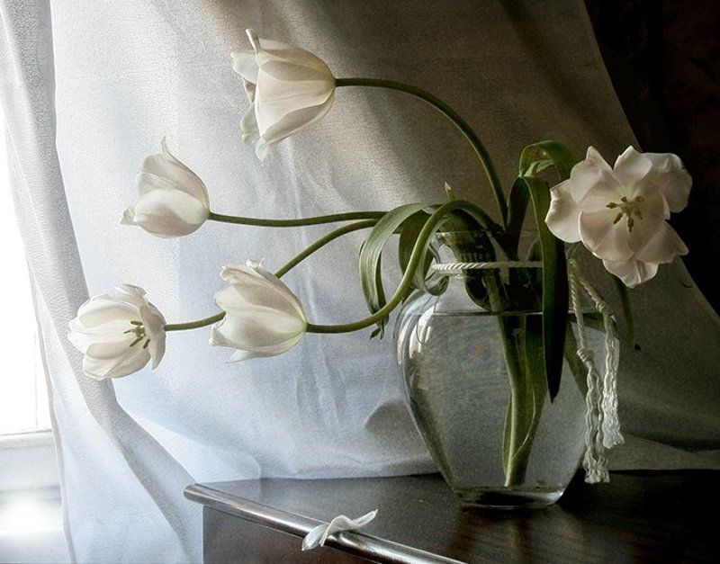 Натюрморт, Фотонатюрморт, Цветы К светуphoto preview