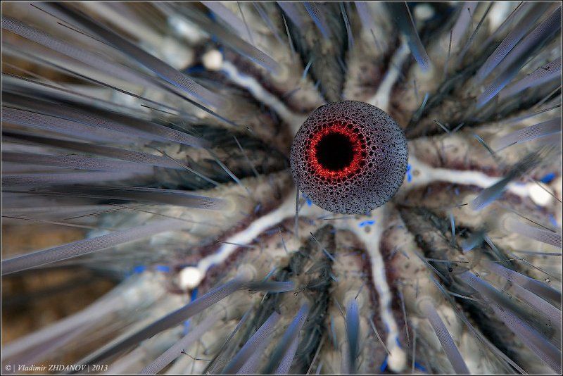 Модникphoto preview