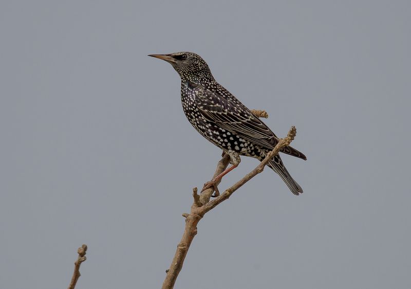 скворушкаphoto preview