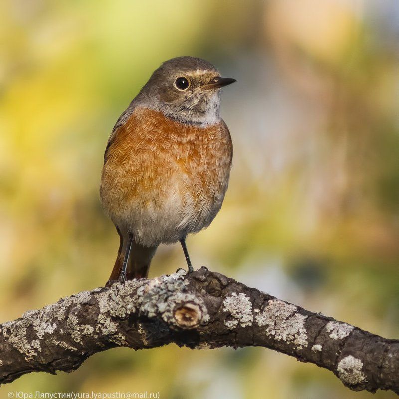 Горихвостка Redstart.photo preview