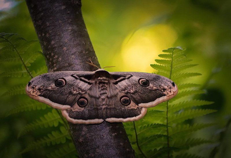 Королевна.photo preview