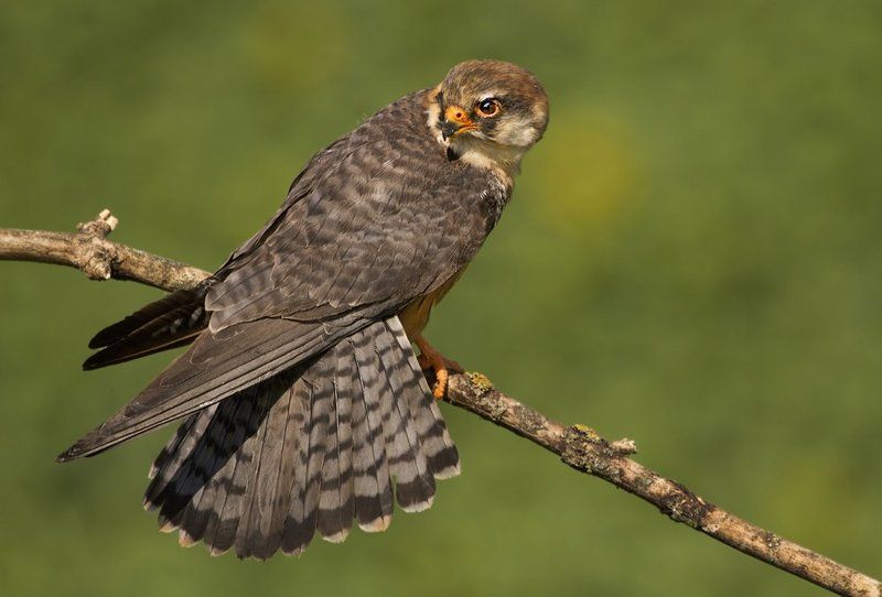 Я оглянулась  посмотреть...photo preview