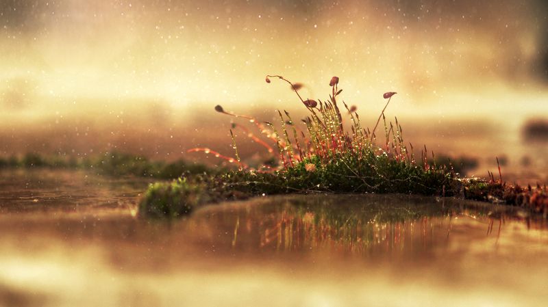 Flowers, Macro, Moss, Nature, Plants, Spring ***photo preview