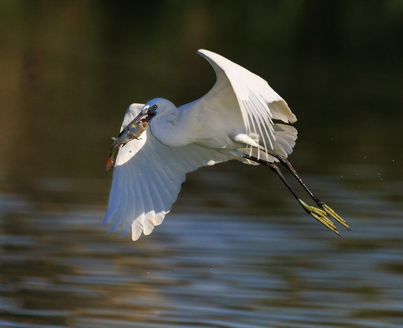 Удачное утро!!!photo preview