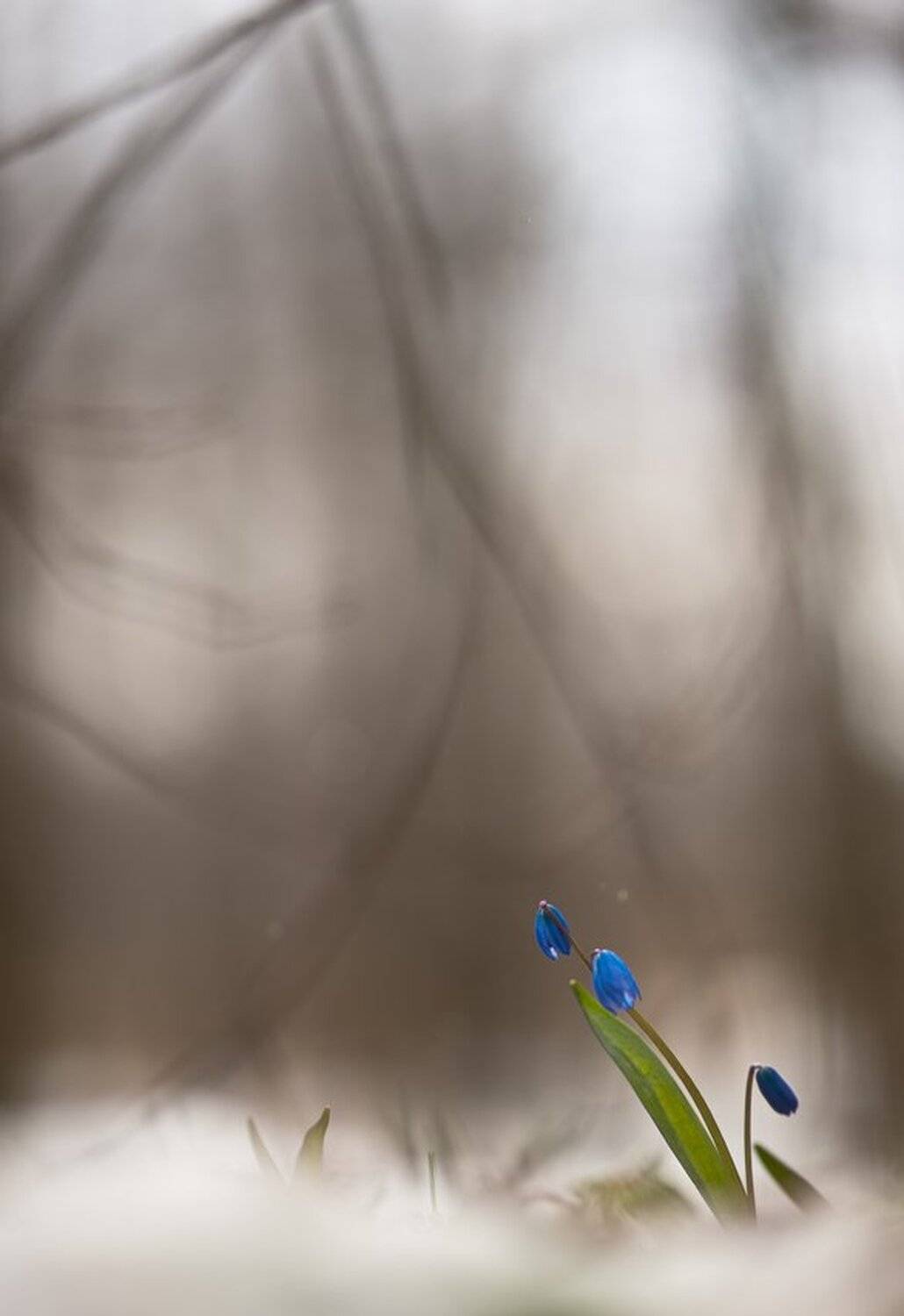 Воронеж, Макро, Март, Пролеска, Свет, Снег, Цветок, Геннадий Мещеряков