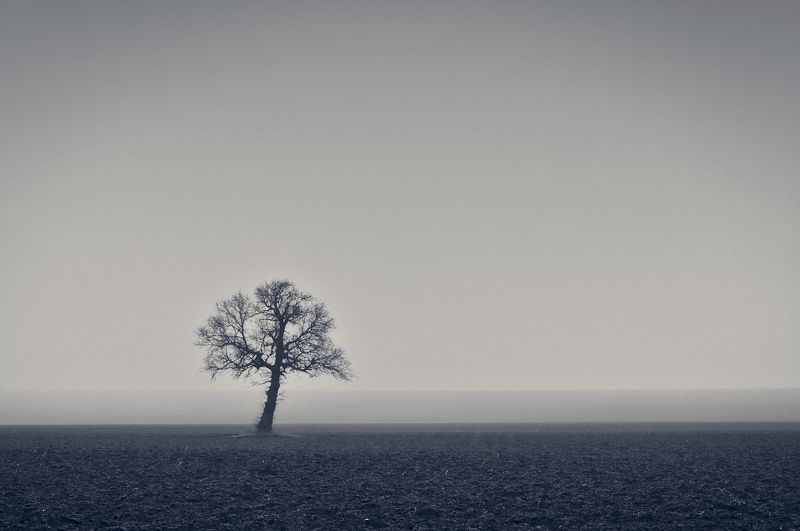 lonely tree, tree, дерево Lonely treephoto preview