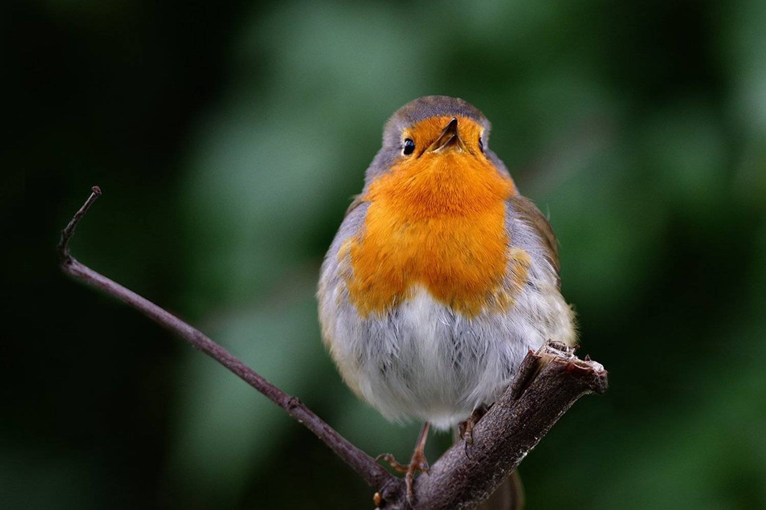 , Евгени Стефанов