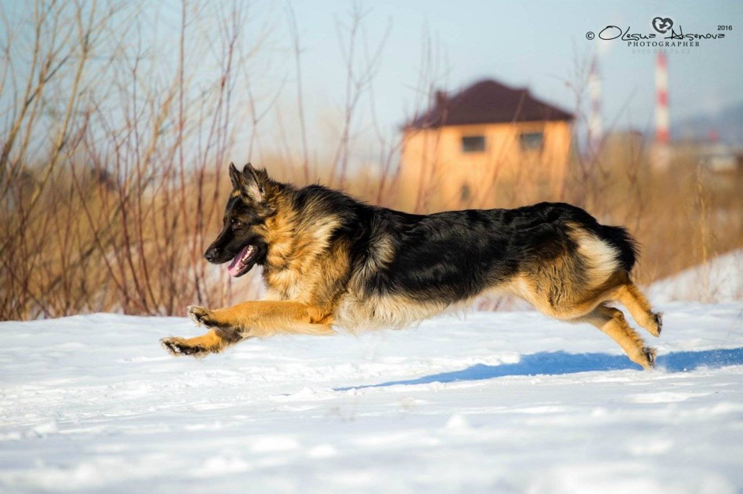 немецкая овчарка, длинник, собака, НО, , Аксёнова Олеся