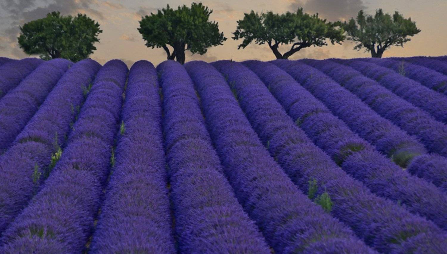 , Виталий Архипов