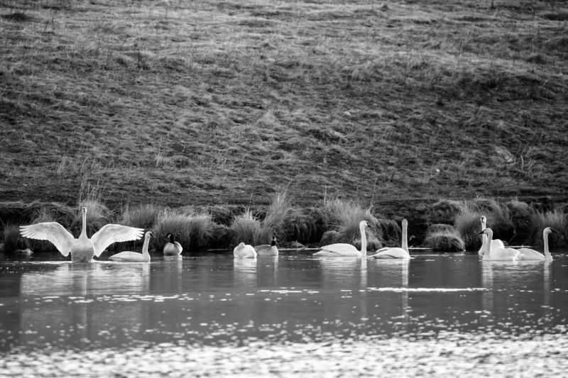 канада, альберта, весна, лебеди Вернулисьphoto preview