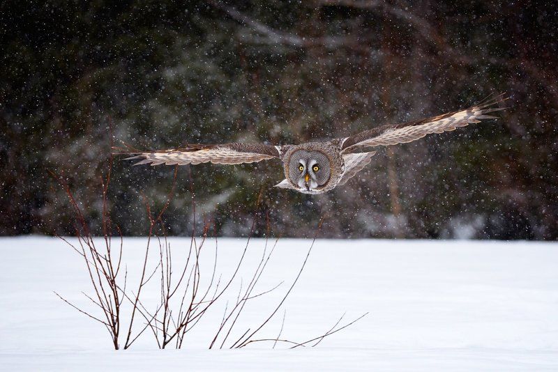 летит сова...photo preview