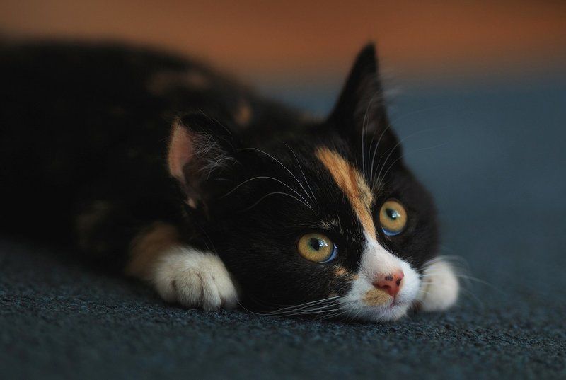 Кошка, Кошки Чилиphoto preview