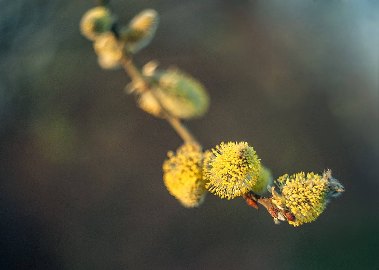 , Валерий Смирнов