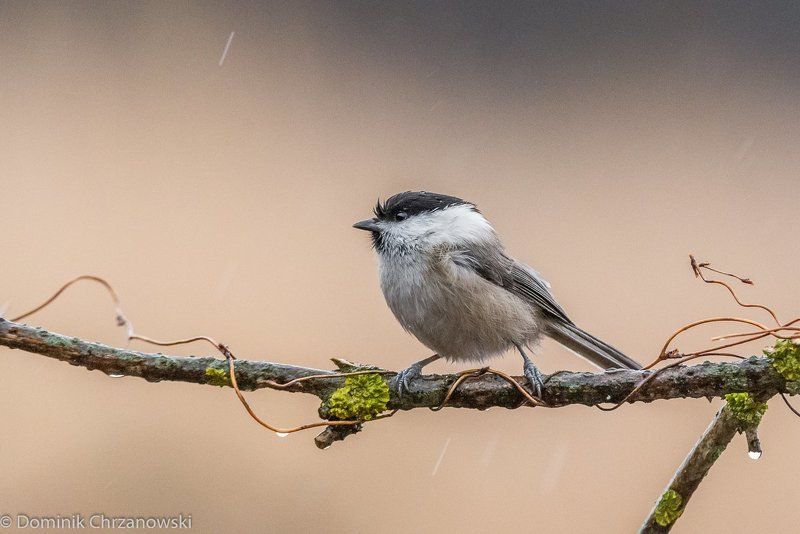 Czarnogłówka (Poecile montanus) фото превью