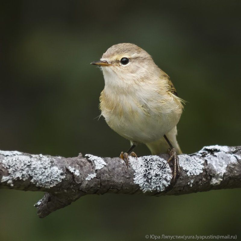 Теньковка Chiffchaff.photo preview