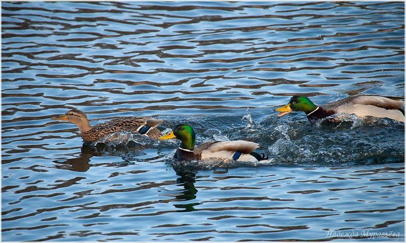 anas platyrhynchos, кряква, спаривание Она любит его, а он любит другогоphoto preview