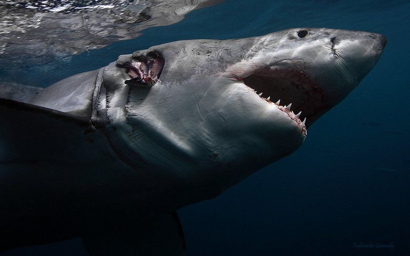 Toruk Maktophoto preview