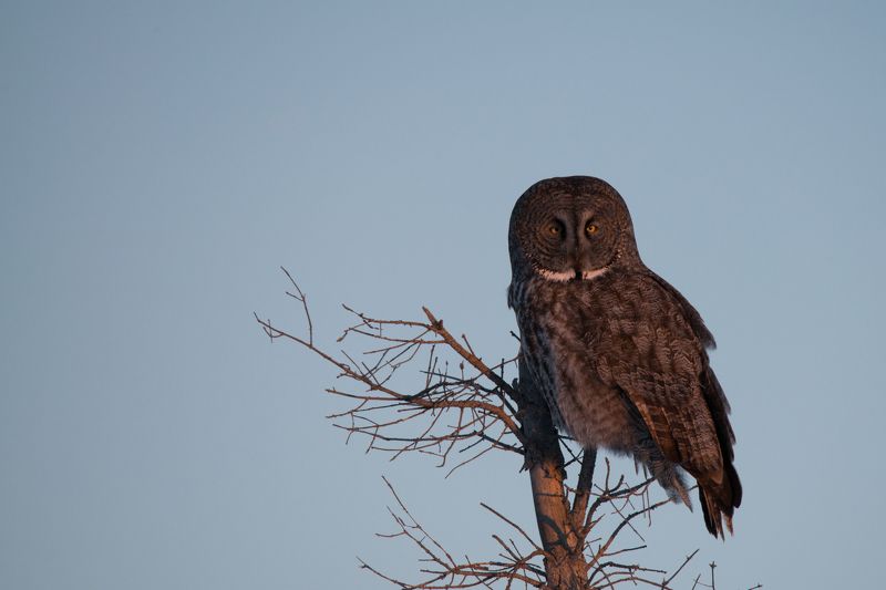 канада, север, сова, птица, рассвет Утренняя соваphoto preview