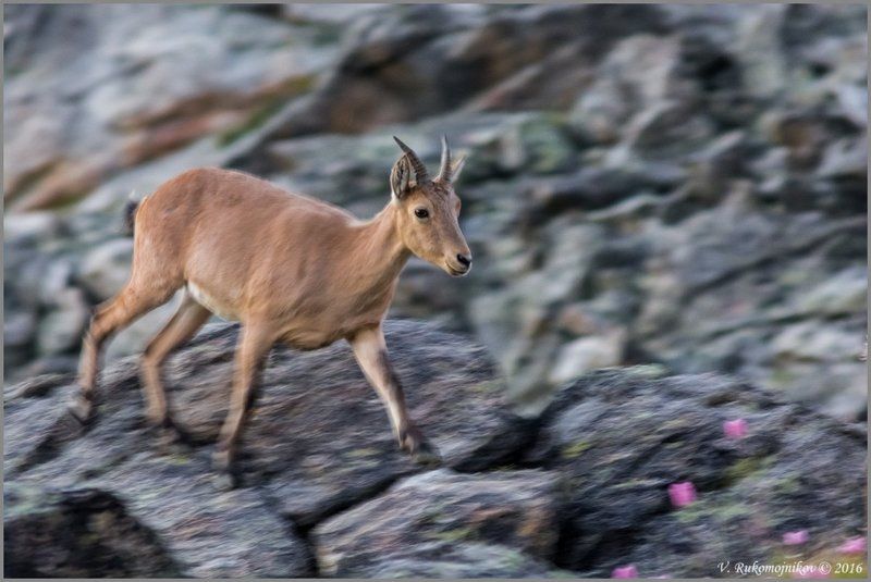 Летящей походкойphoto preview