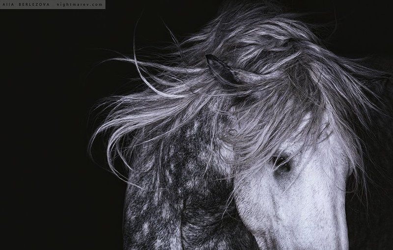 Black and white, Horse, Mane, Portrait, Грива, Лошадь, Портрет, Черно-белое Jimbophoto preview