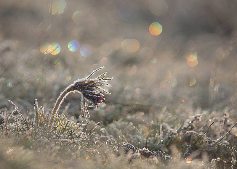 Сон-трава. Цветные сны Сон-Травы.photo preview