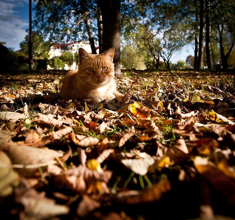 Про рыжих фото превью