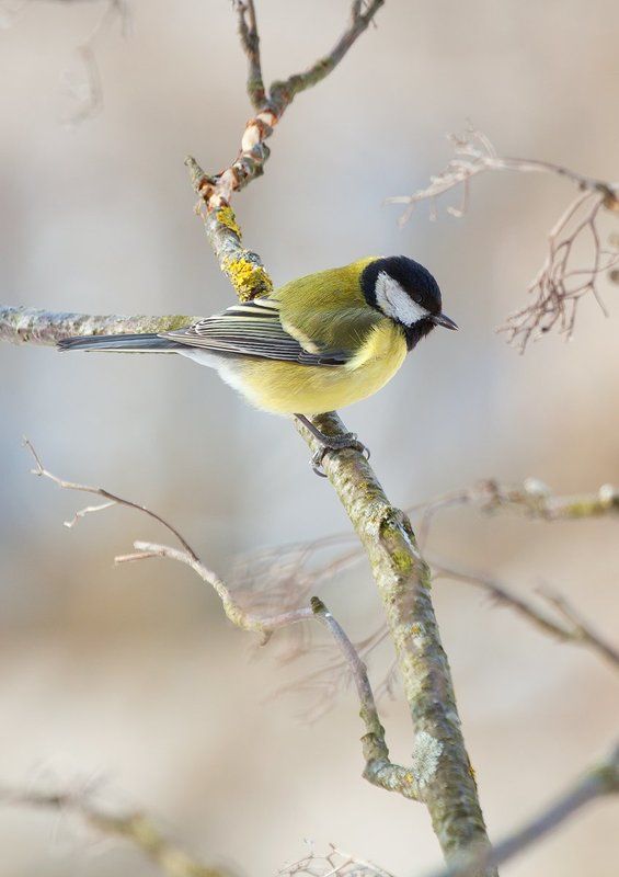 птицы, зима, синица, пернатые, природа Синица за окномphoto preview