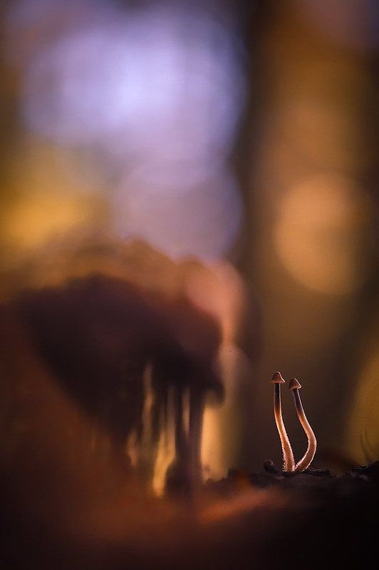 Уже прошло лет тридцать после свадеб..photo preview