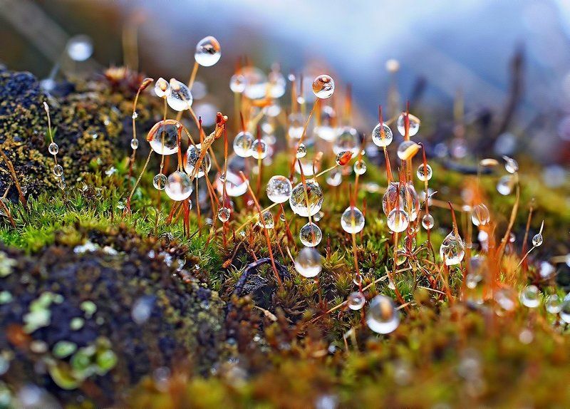 весна, капли, коми, кукушкин, кукушкины, лен, макро, печора, слезы Лесной оазисphoto preview