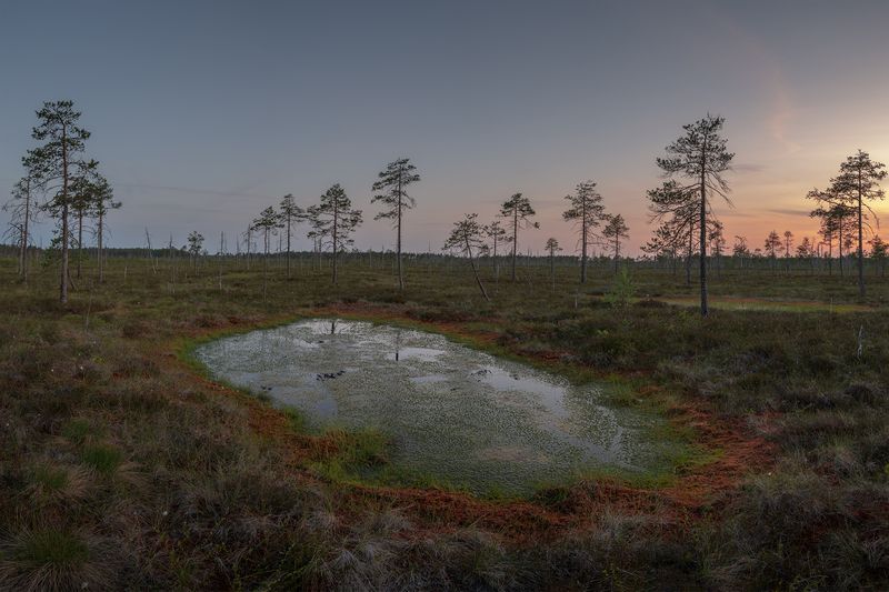 болото, ленинградская область Болота Ленинградской областиphoto preview