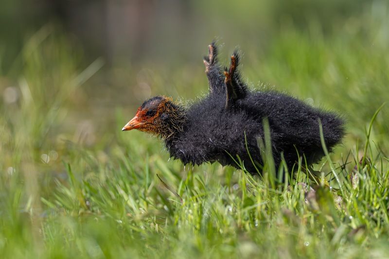 лысенок, лысуха, птицы Лысенокphoto preview