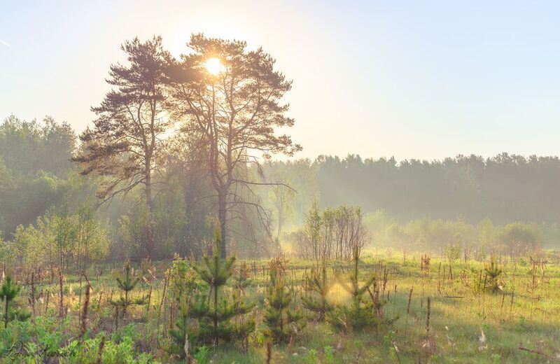 лето, природа, утро, туман, паутина,  роса,  трава, summer, nature, morning, fog, spider web, grass, летнее утро фото превью