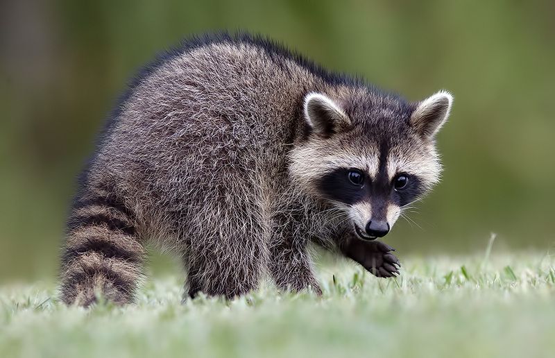 енот обыкновенный, енот-полоскун, raccoon, енот, дикие животные, животные, animals Young Raccoon. Малыш -Енот-полоскунphoto preview