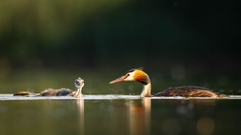 Potápka chocholačkaphoto preview