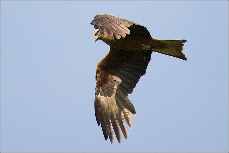 москва, июнь, парк, птица Коршунphoto preview