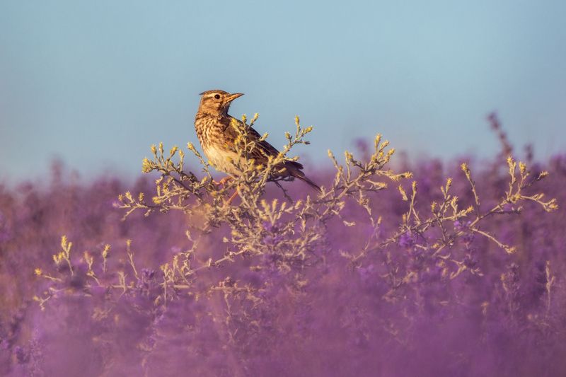 крым, жаворонок, лаванда, птицы, птица, поле, пейзаж Жаворонок в лавандеphoto preview
