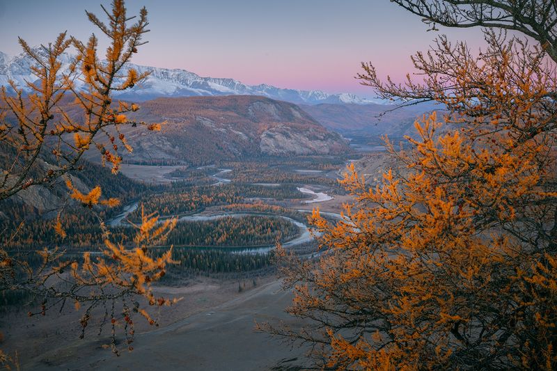 алтай, рассвет, курай, лиственницы, река, меандры Перед рассветом фото превью