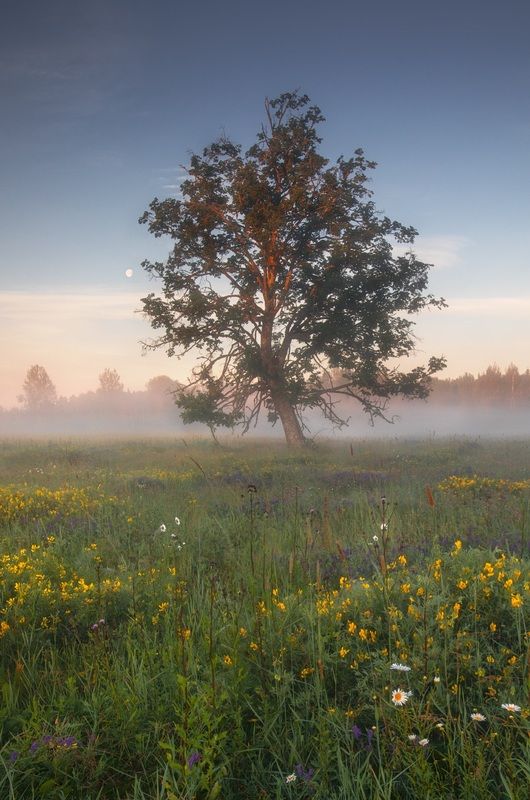 morning in the summerphoto preview