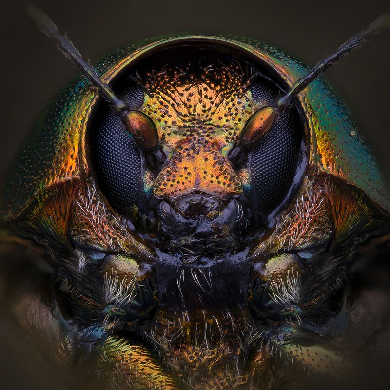 chrysomelidae, Скрытоглавphoto preview