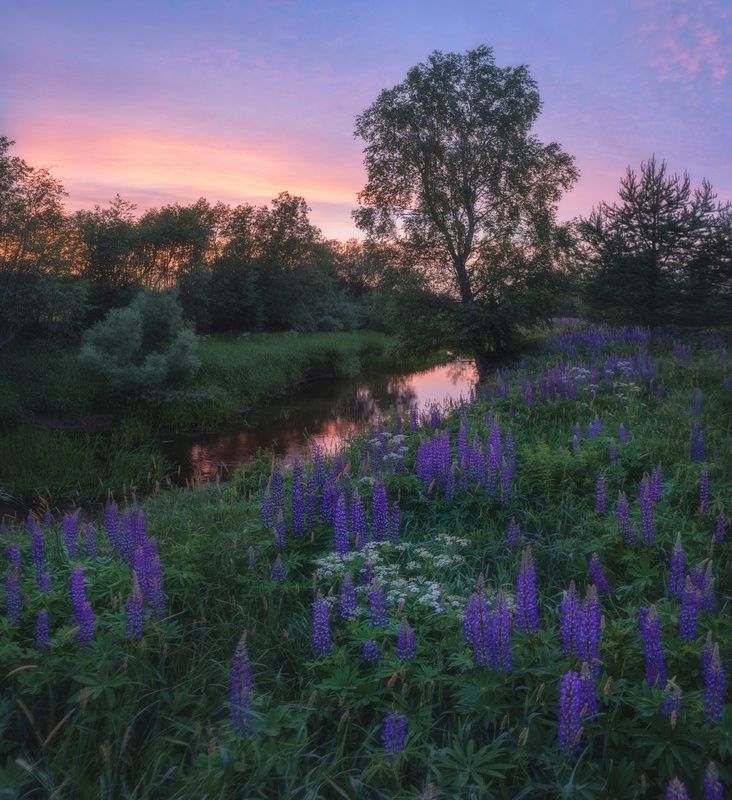 Люпиновый берег небольшой речкиphoto preview