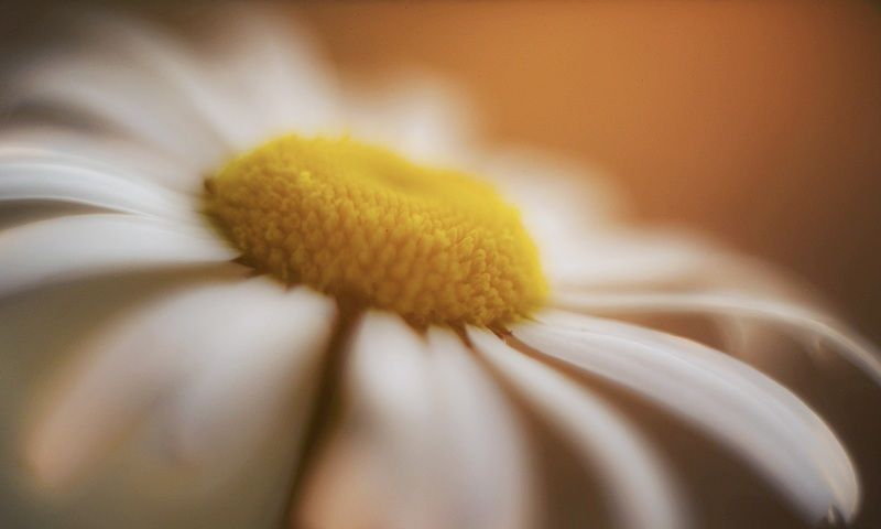 ромашка, цветок, закат, nikon, helios Ромашка на закатеphoto preview