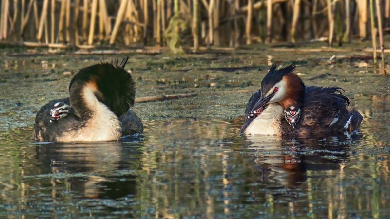 водоплавающие, птица, чомга, птенец, озеро, Семья чомг.photo preview