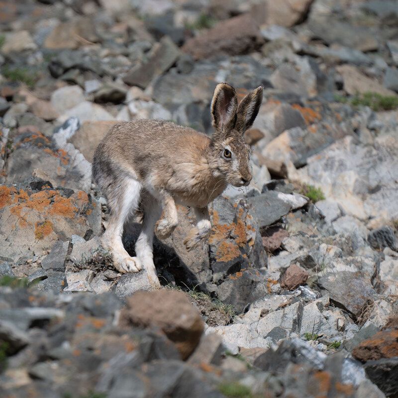 Кенгуру ...почти )photo preview