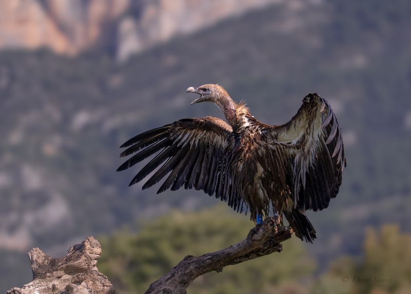белоголовый, сип, гриф griffon, vulture, birds, of, prey, raptors, predators, гриф стервятник хищники, дикие, животные Таков я есть!photo preview