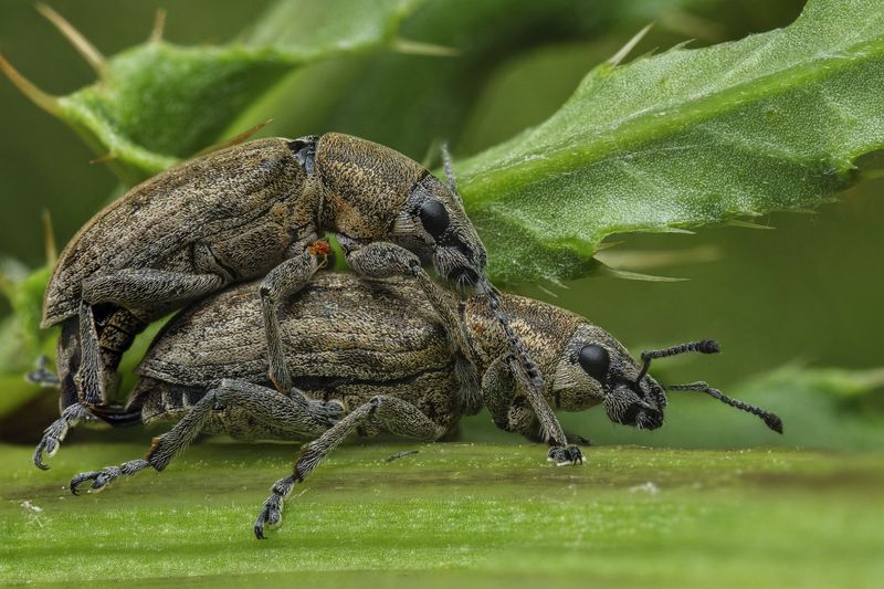 (Tanymecus palliatus)photo preview