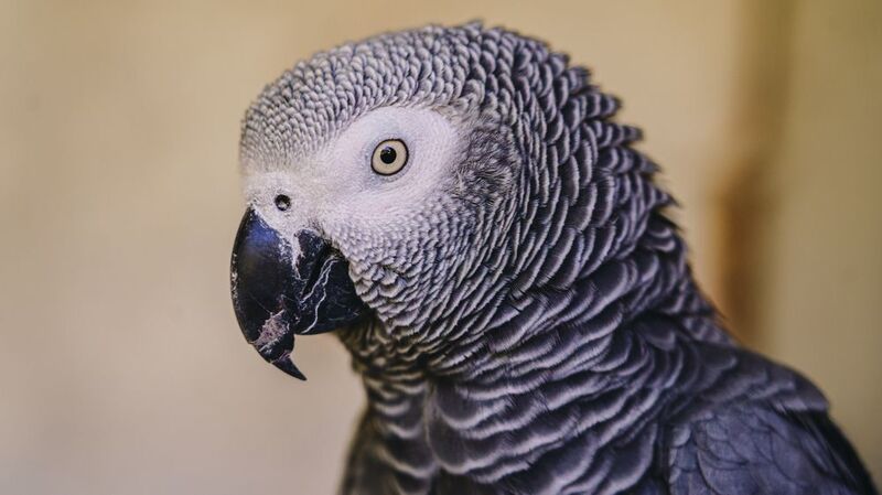 Попугайphoto preview